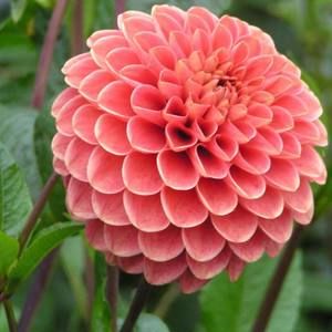 Meet your Posher, Zednanreh